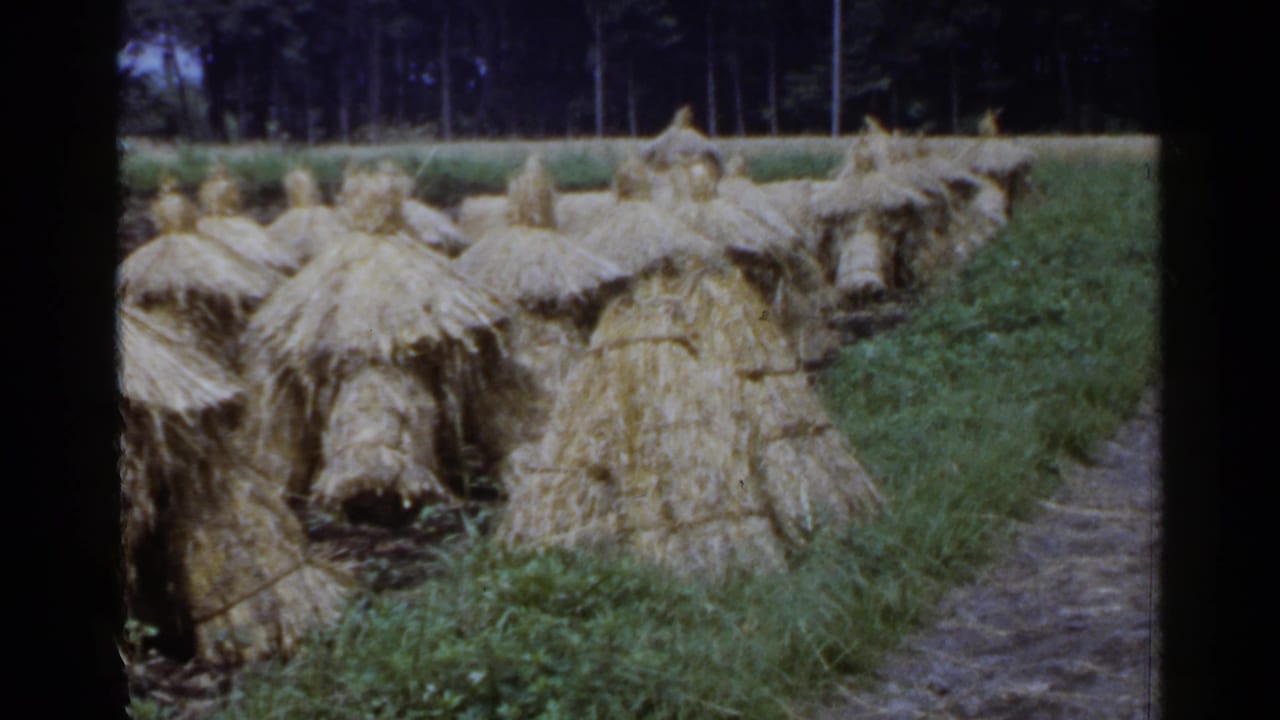 1953 Japan 8mm frame showing stacked cut wheat sheaves beside grass and a narrow field path, with trees in the distance.