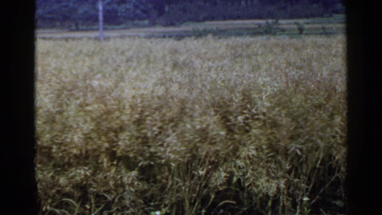 1953 Japan 8mm frame of a wind-blown wheat field, with a tree line and open rural farmland in the background.