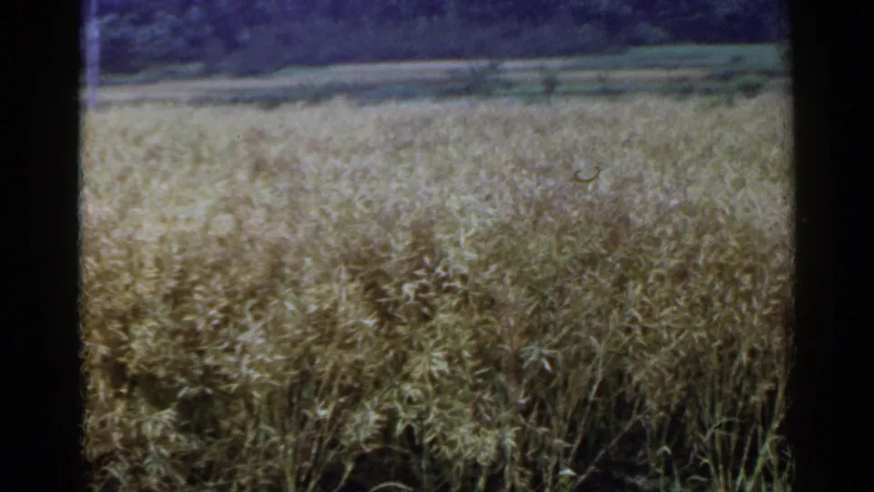1953 Japan 8mm frame showing dense standing wheat in the foreground and layered rural fields beyond.