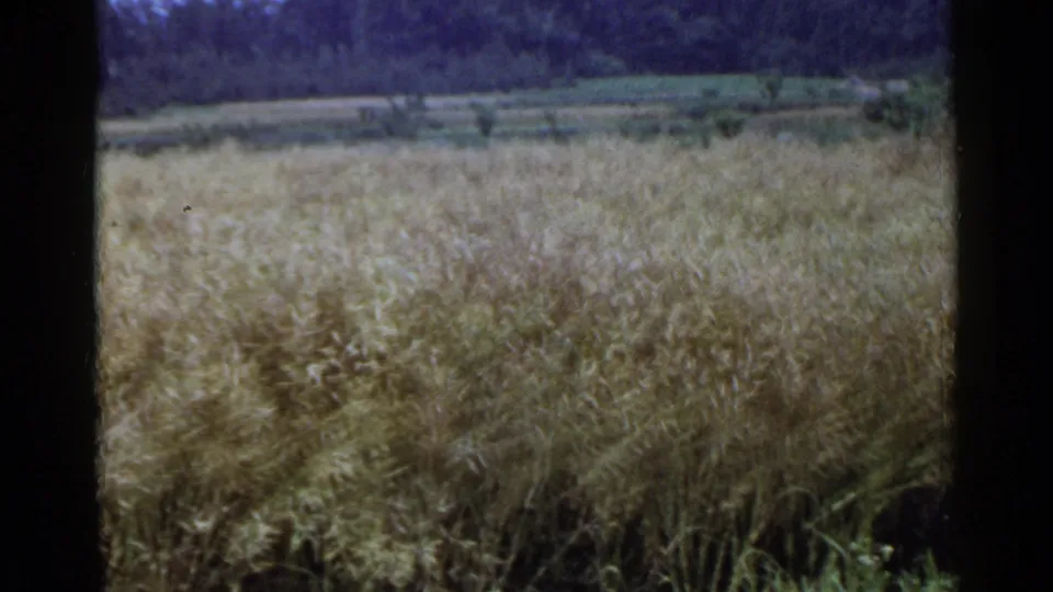 1953 Japan 8mm frame of standing wheat across a rural field, with distant farmland and a soft tree line behind it.