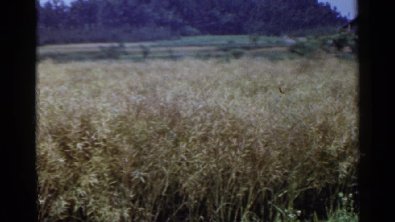 1953 Japan 8mm frame showing a ripened grain field, green margins, distant wooded hillside, and dark film borders.