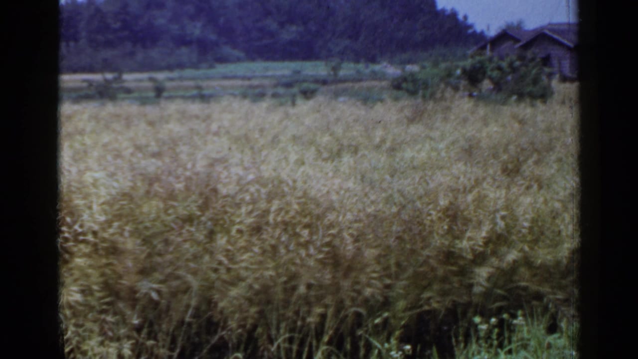 1953 Japan 8mm frame with tall grain in the foreground and dark-roofed village houses near trees in the distance.