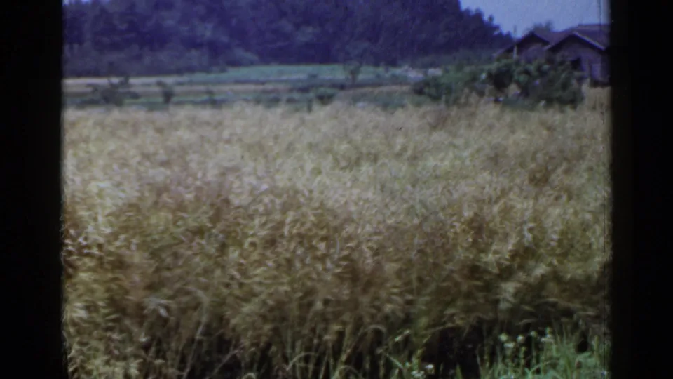 1953 Japan 8mm frame with tall grain in the foreground and dark-roofed village houses near trees in the distance.