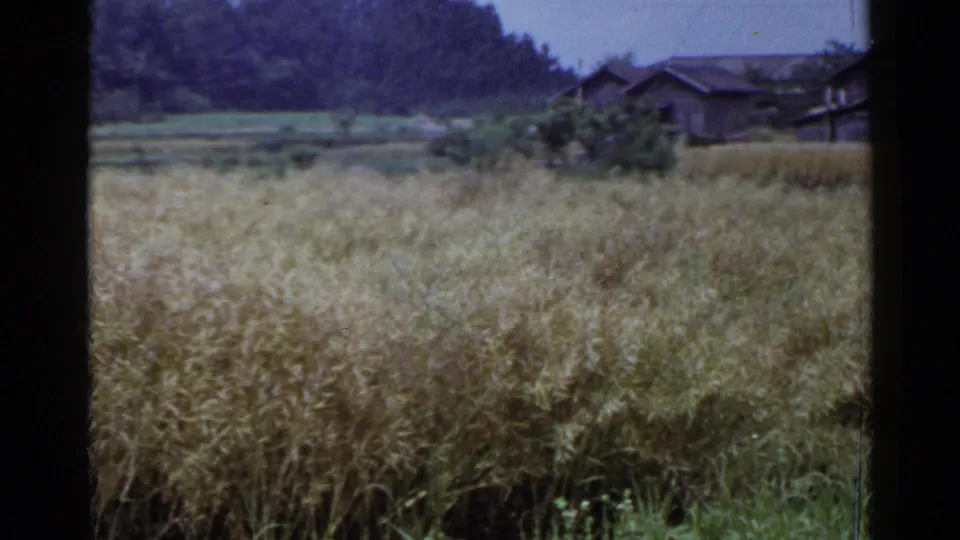 1953 Japan 8mm frame showing a rural grain field, distant houses with dark roofs, shrubs, and a wooded slope.