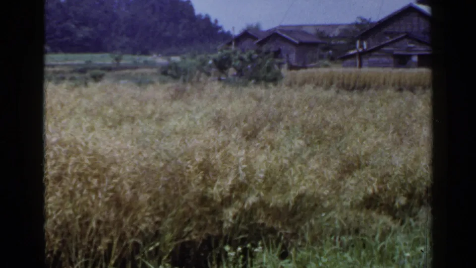 1953 Japan 8mm frame with ripened grain, a green foreground edge, village houses, shrubs, and wooded hillside behind.