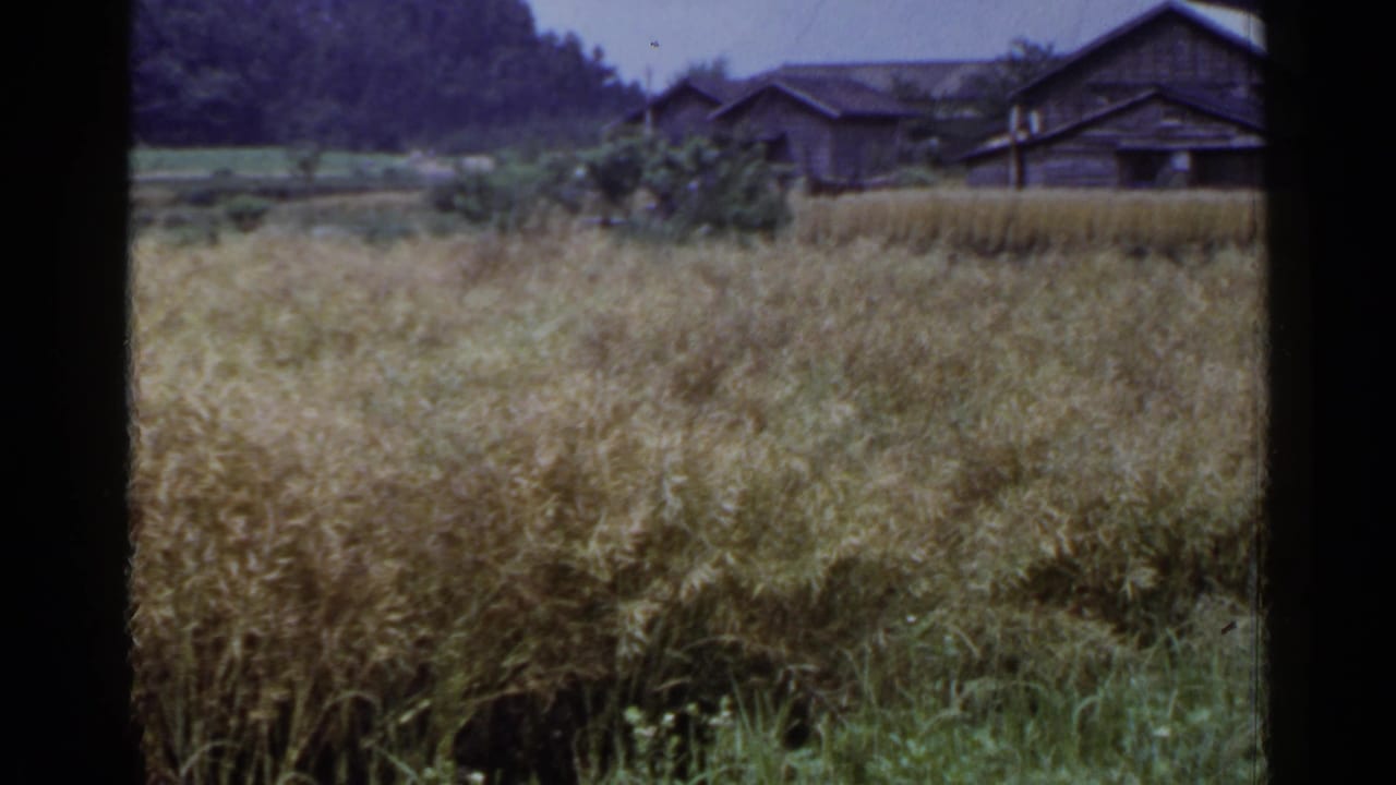 1953 Japan 8mm frame showing a golden rural field, green foreground growth, and dark wooden farmhouses in the distance.