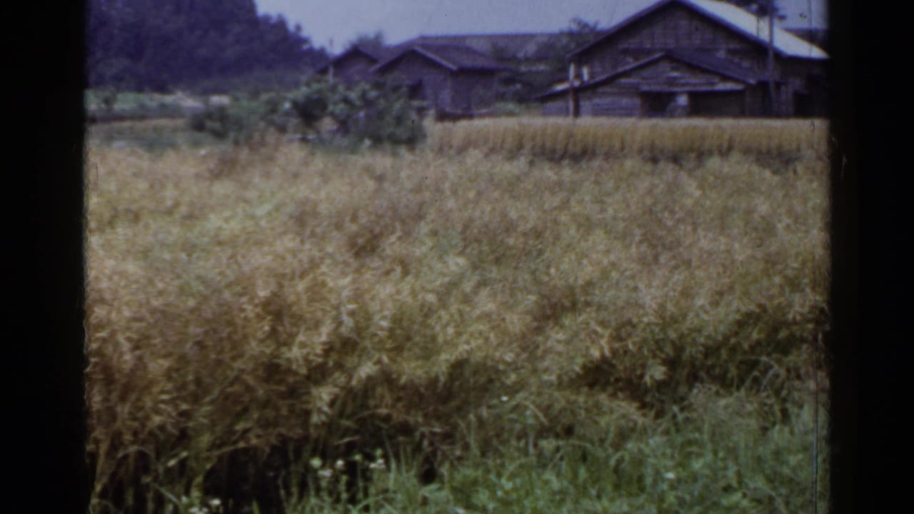 Rural field with tall grasses, distant wooden buildings, trees, and low hills.