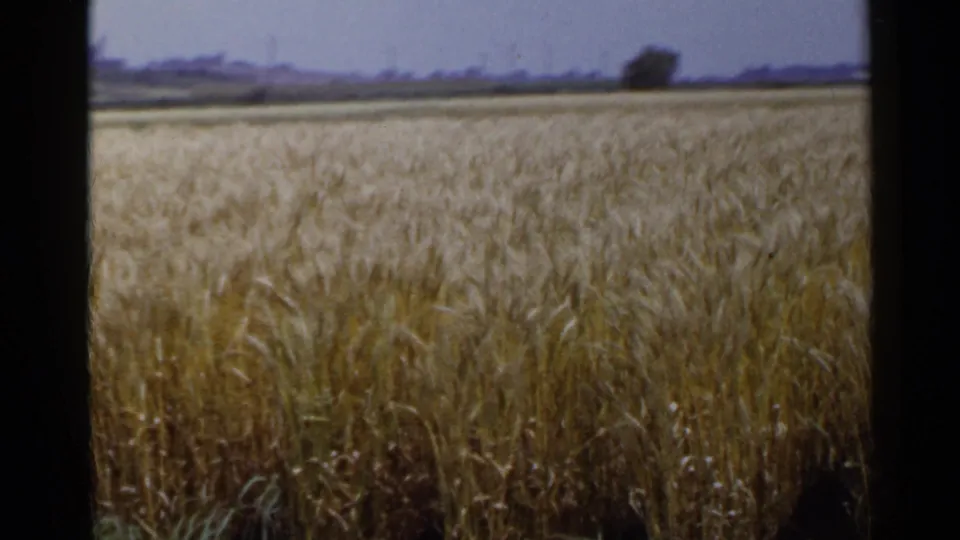 1953 Japan 8mm frame showing a broad golden field, low horizon, distant trees, and soft blue-gray sky.