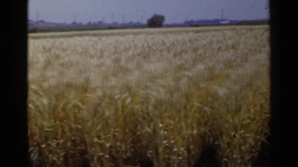 1953 Japan countryside frame with golden grasses filling the foreground and a sparse distant tree line under hazy sky.