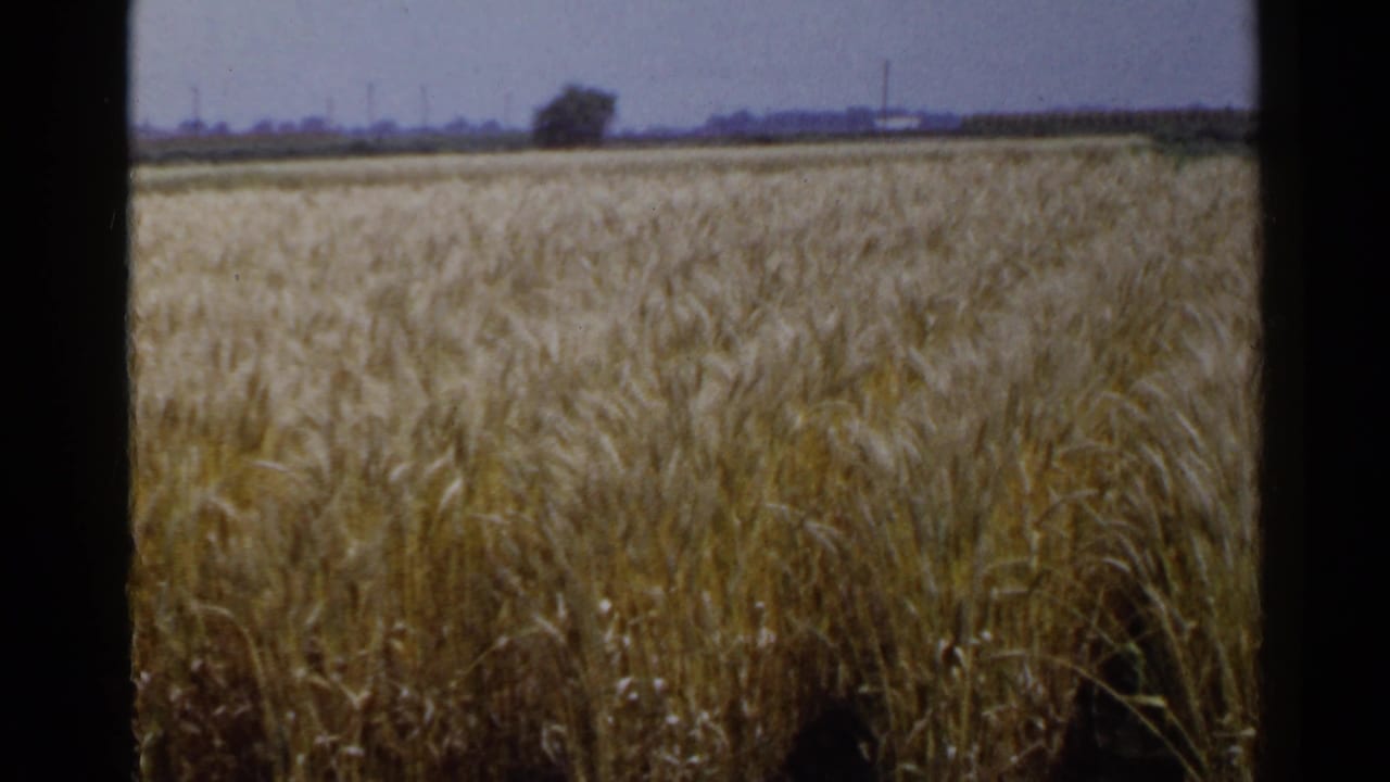 1953 Japan 8mm frame showing ripened wheat across an open field, with a distant tree and pale sky beyond the crop.