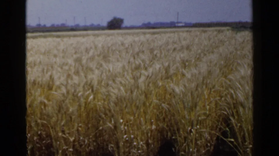 1953 Japan 8mm frame showing ripened wheat across an open field, with a distant tree and pale sky beyond the crop.