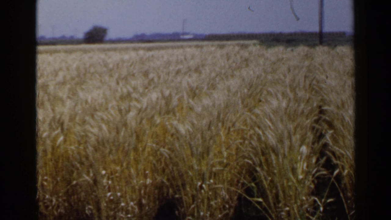1953 Japan rural field view with dense wheat in the foreground, a small distant tree, utility pole, and pale sky.