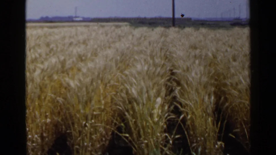 1953 Japan 8mm view of mature wheat stalks, with utility poles and a low rural horizon visible in the distance.