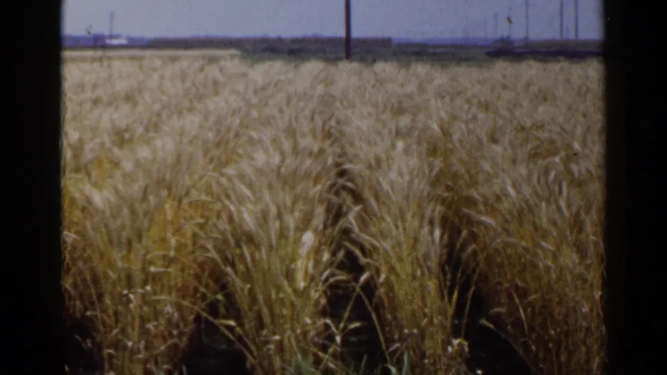 1953 Japan farm landscape showing dense golden wheat, distant poles, and a flat rural horizon in faded 8mm color.