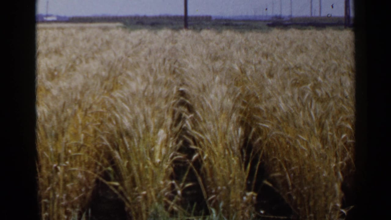 Golden grain rows in a rural field with utility poles near the horizon.
