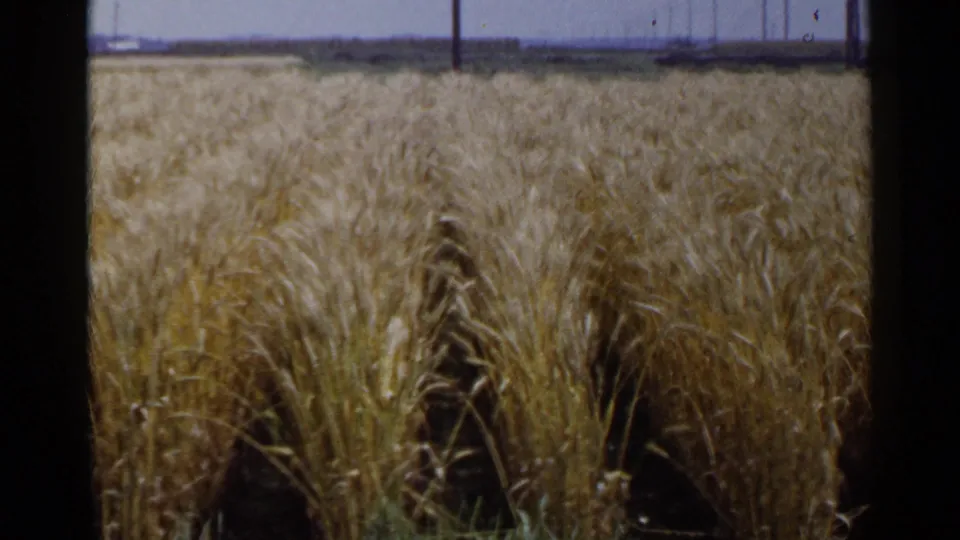 1953 Japan 8mm frame showing golden grain rows stretching toward a pale horizon with utility poles in the distance.