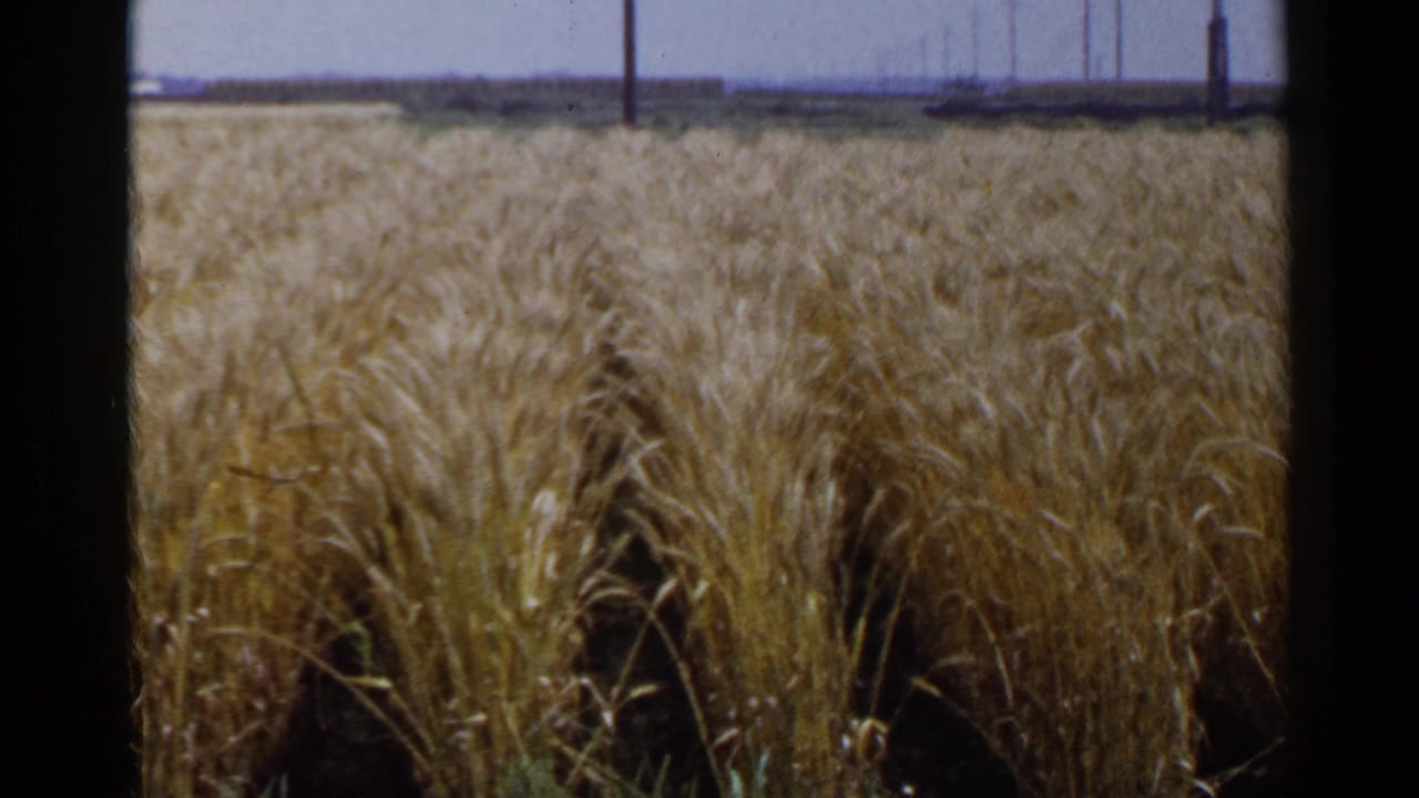 1953 Japan rural field view with dense golden grain, visible row gaps, utility poles, and soft 8mm color.