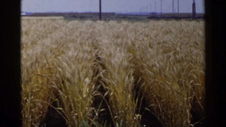 1953 Japan rural field view with dense golden grain, visible row gaps, utility poles, and soft 8mm color.