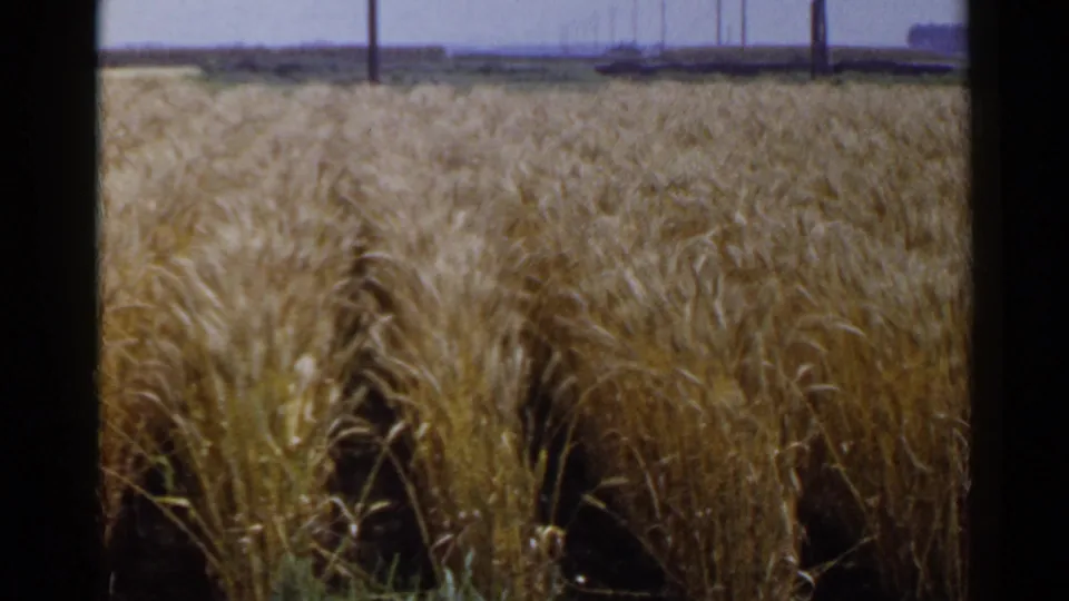 1953 Japan 8mm frame of golden agricultural rows seen from field level, with utility poles and open sky beyond.