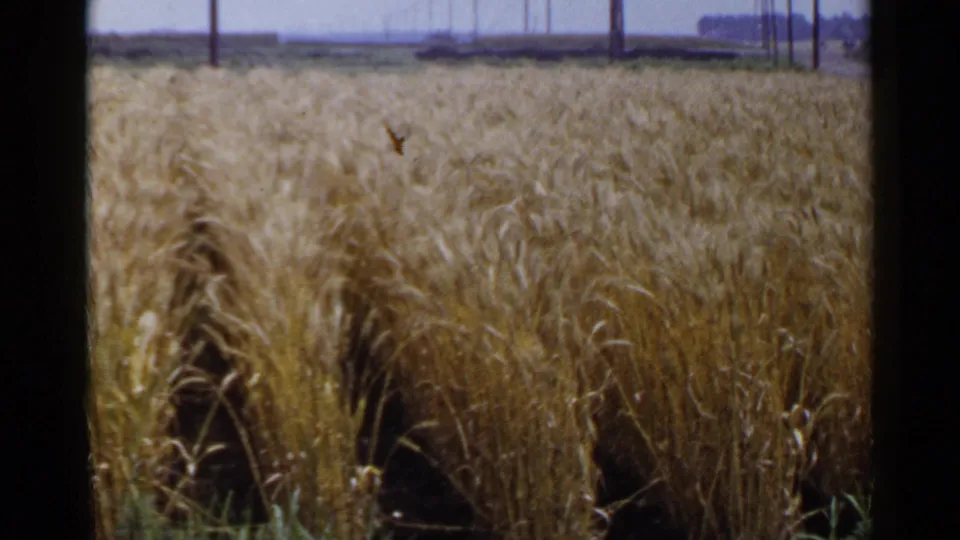 1953 Japan rural agriculture frame showing mature golden grain, dark planting rows, distant poles, and visible 8mm film texture.