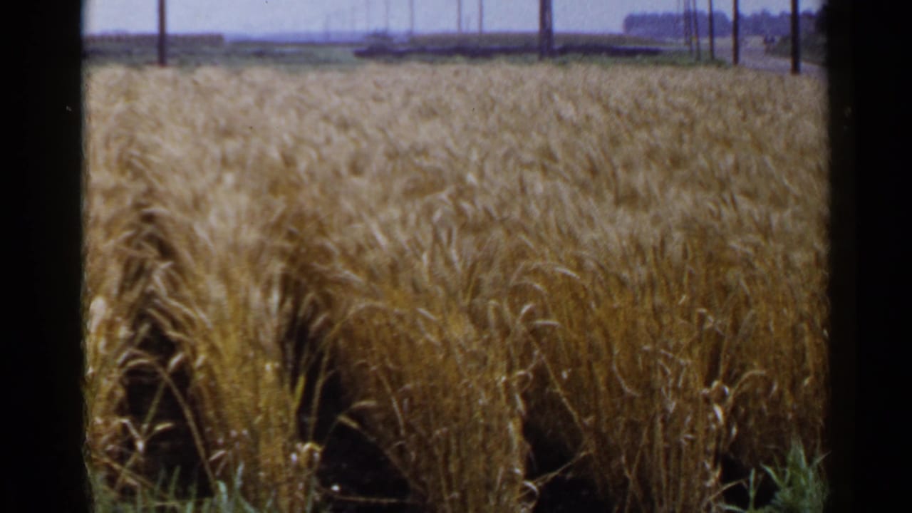 Golden grain field bending in wind with utility poles and distant trees beyond the field.