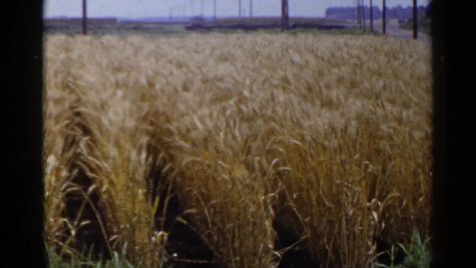 1953 Japan 8mm frame showing a golden grain field in wind, with dark furrows, utility poles, pale sky, and a distant treeline.
