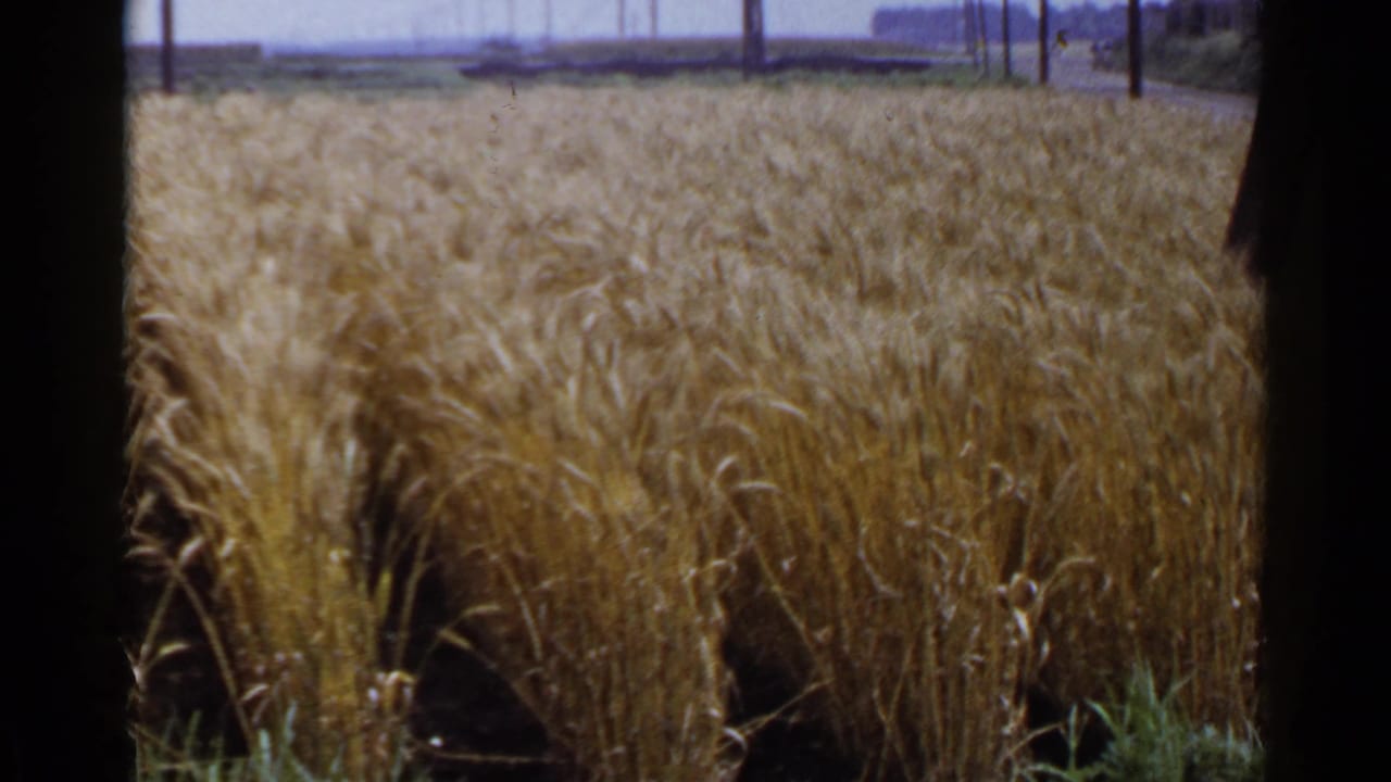 Dense golden crop fills the frame, with poles, pale sky, and a distant treeline in the background.