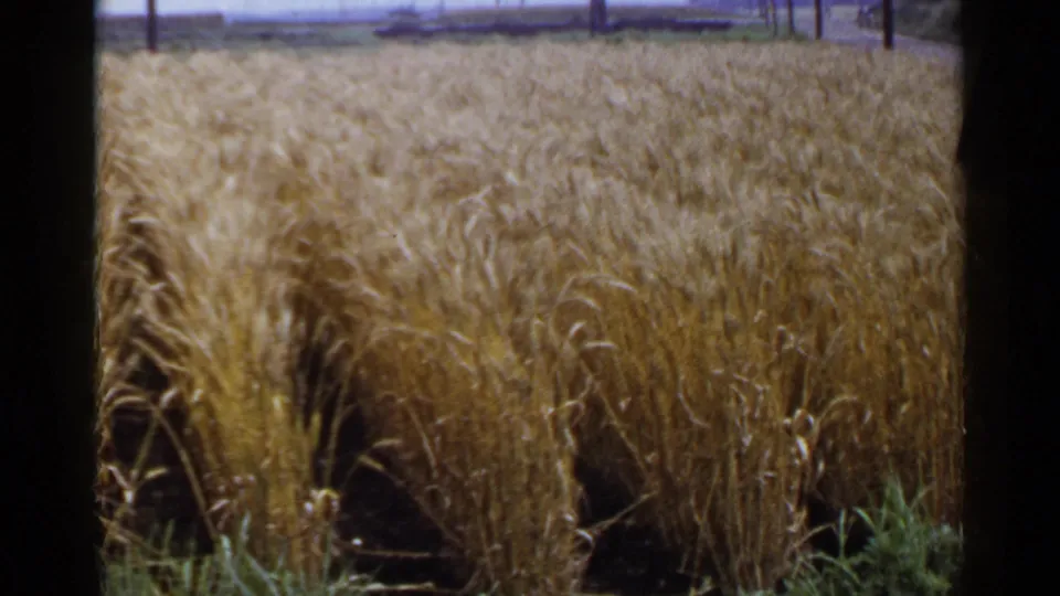 1953 Japan 8mm footage frame showing mature grain rows, dark furrows, utility poles, and a soft rural horizon under a pale sky.