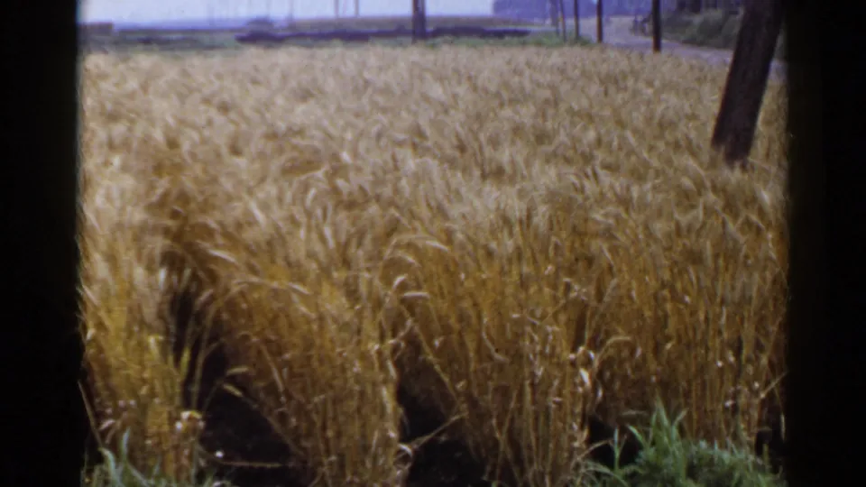 A 1953 Japan rural 8mm frame with windblown grain, foreground greenery, utility poles, a pale sky, and a dark pole near the edge.