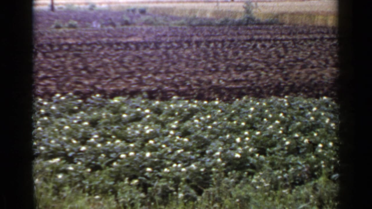 1953 Japan home-movie frame showing a green crop with small white flowers below a dark tilled field, with soft grain and film-edge borders.