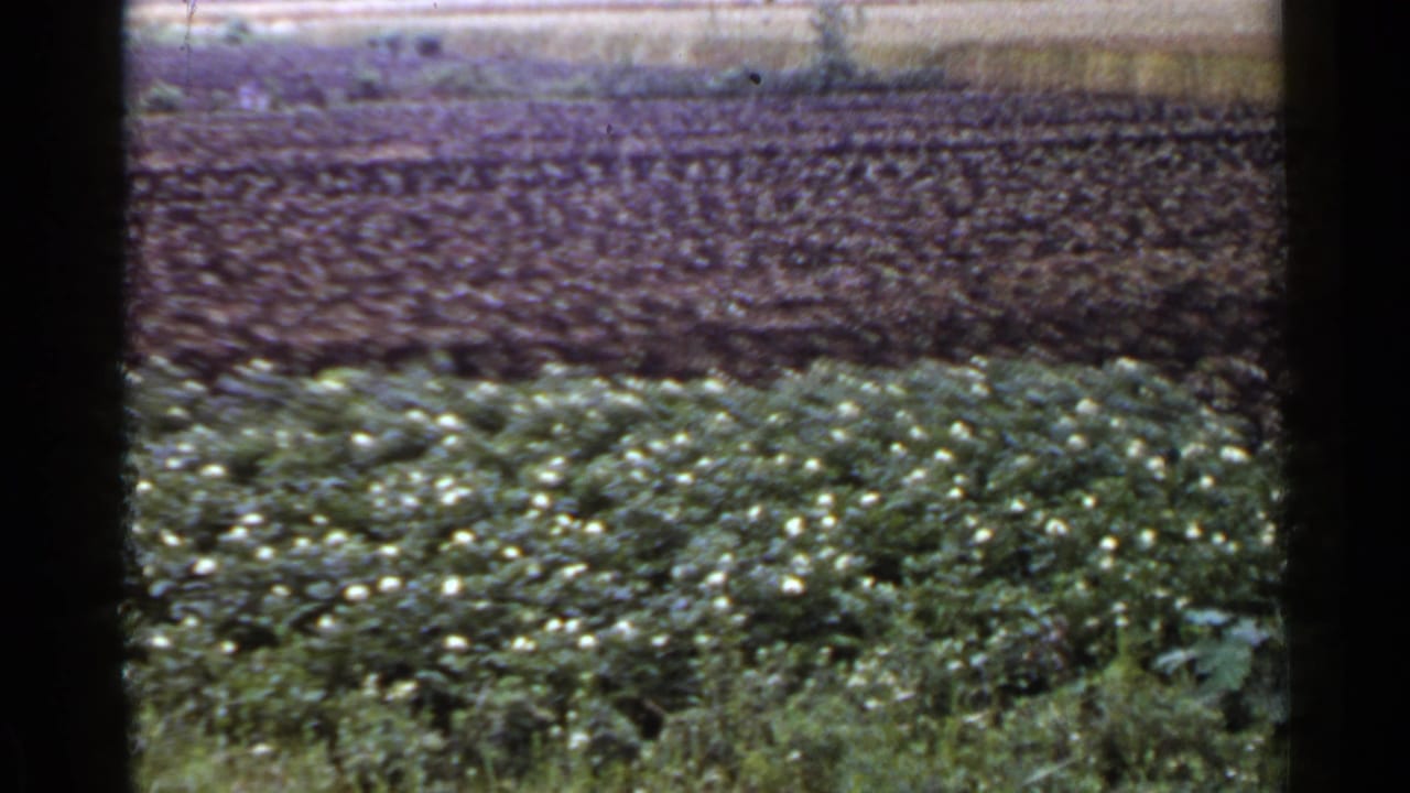 Divided agricultural field with green flowering plants below dark brown tilled soil.