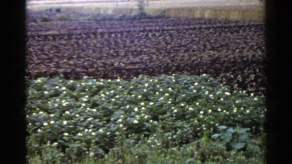 Archival 1953 Japan home-movie still with green flowering plants in the foreground and a dark cultivated field across the upper frame.