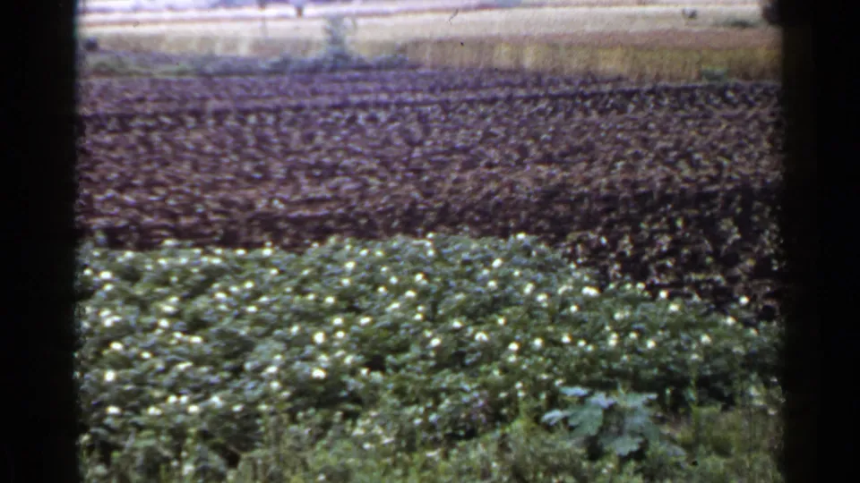 1953 Japan rural 8mm frame showing a green flowering crop bordering a dark tilled plot, captured with soft focus and aged color.