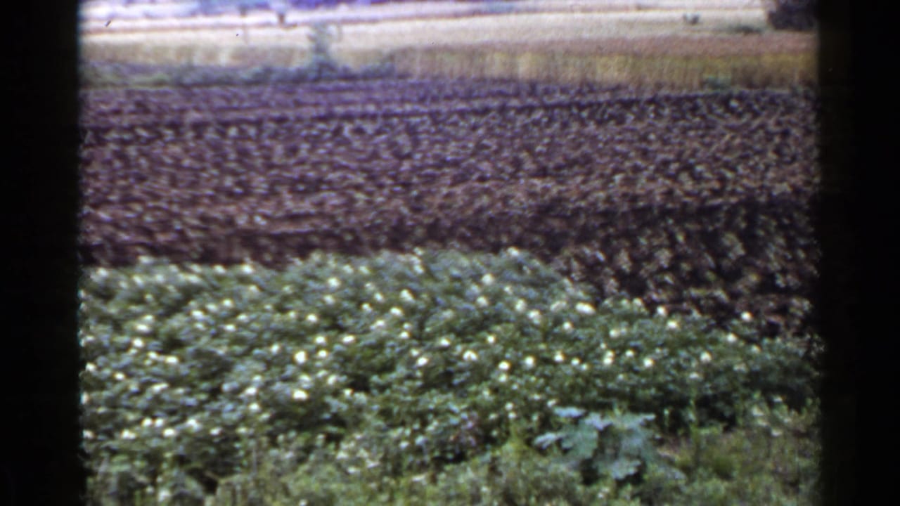 1953 Japan 8mm frame showing flowering crop rows, dark cultivated earth, distant low structures, and bright sky.