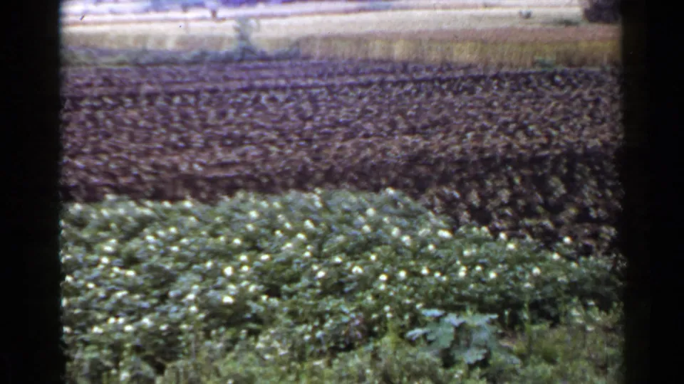 1953 Japan 8mm frame showing flowering crop rows, dark cultivated earth, distant low structures, and bright sky.