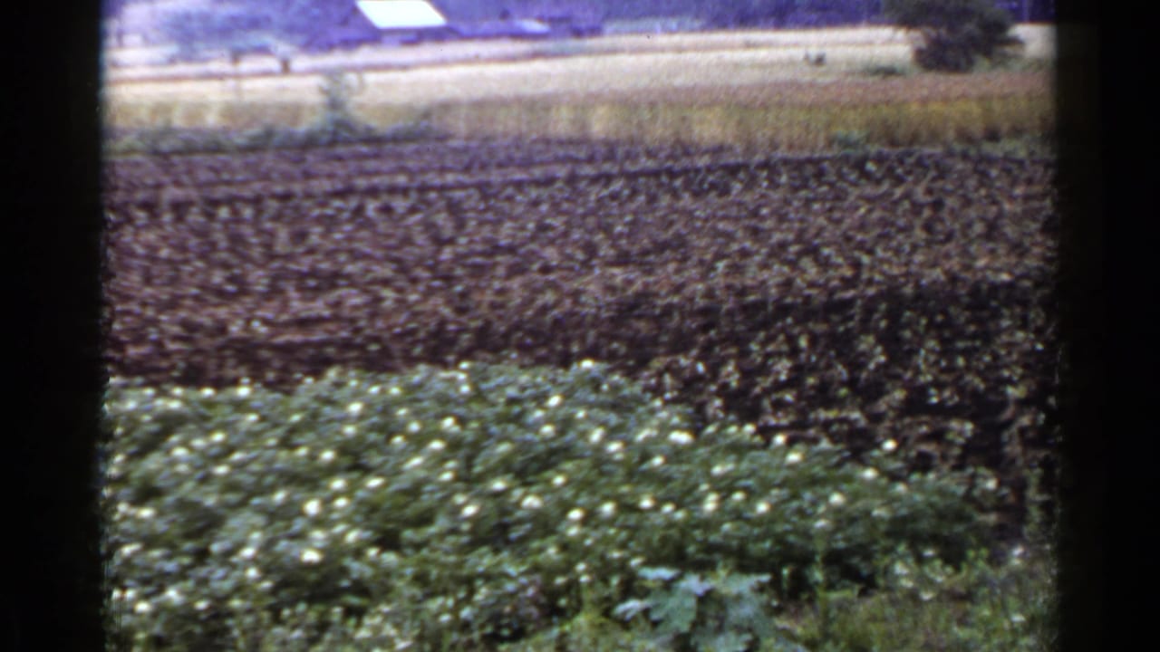 Cultivated rows of crops with flowering plants and pale fields beyond.