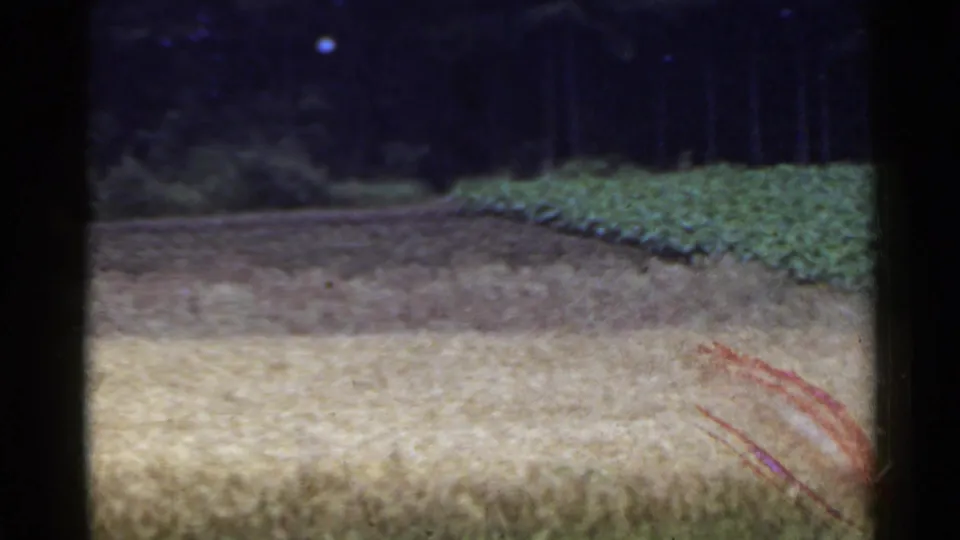 1953 Japan home-movie frame showing a field margin, low green crop rows, a dark tree line, and a small straw or hay bundle in the foreground.