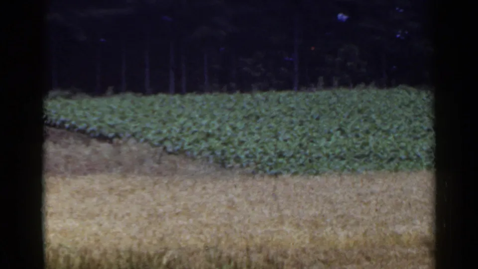Rural 1953 Japan 8mm frame with a green planted plot, pale foreground grasses, and a shadowed tree line in the background.