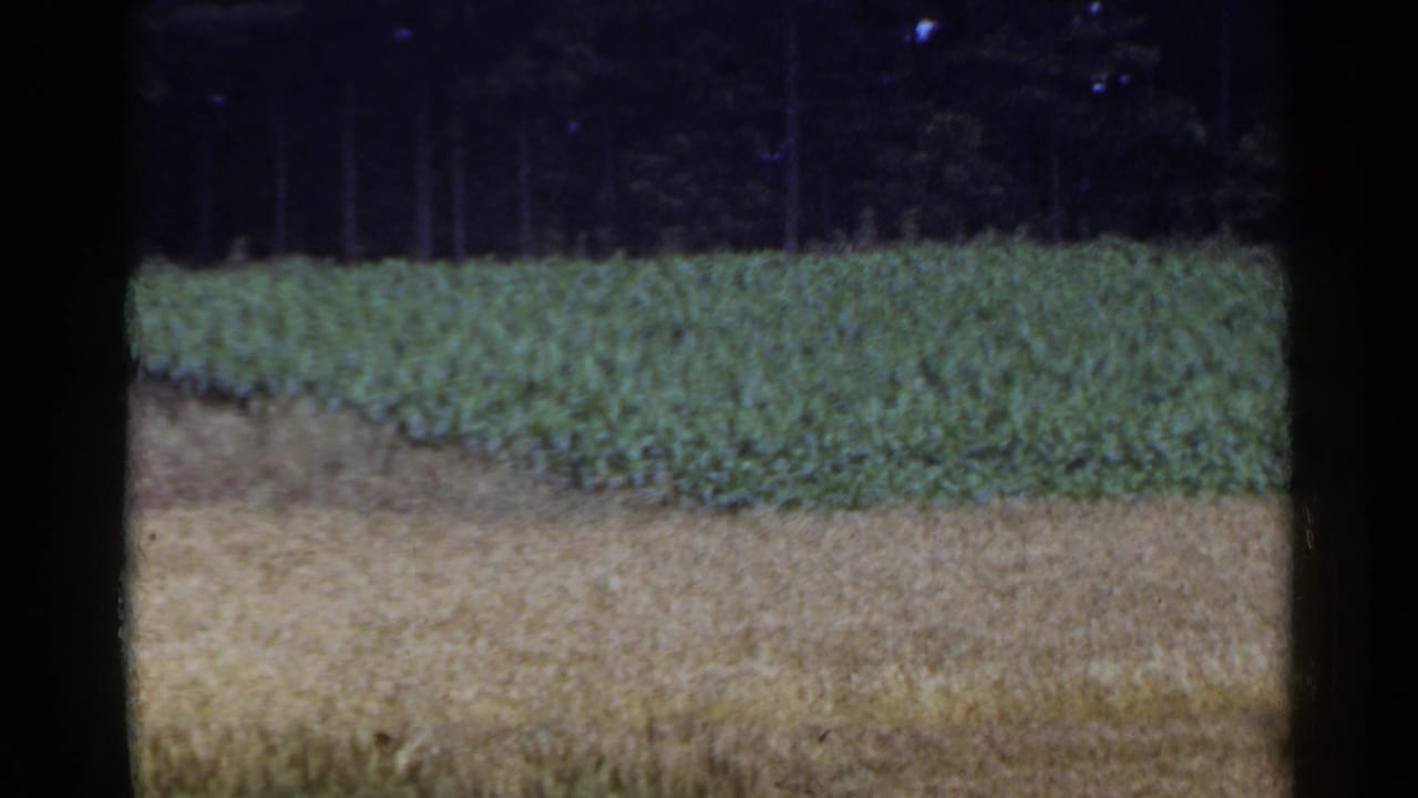 1953 Japan 8mm frame showing a harvested golden field in front of a green crop band and dark trees beyond.