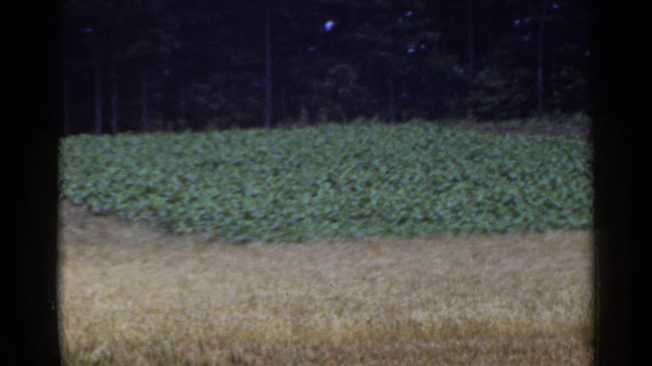 1953 Japan countryside frame with a pale harvested field, dense green crop, and shadowed forest in the background.