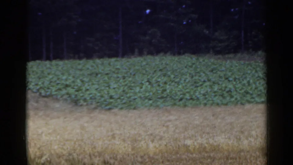 1953 Japan countryside frame with a pale harvested field, dense green crop, and shadowed forest in the background.