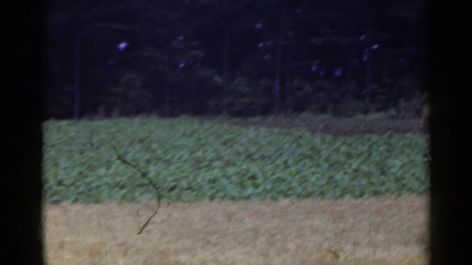 Vintage 8mm view of rural Japan with green crop growth, pale harvested ground, and a shadowed forest boundary.