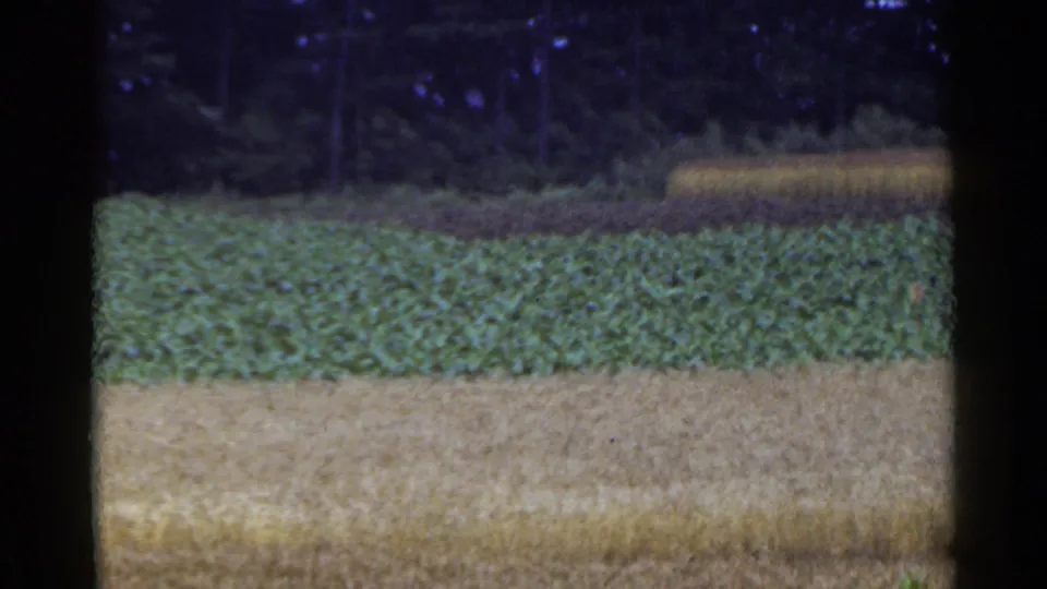 1953 Japan field frame showing harvested foreground, green planting, forest edge, and an indistinct tan form near the right background.