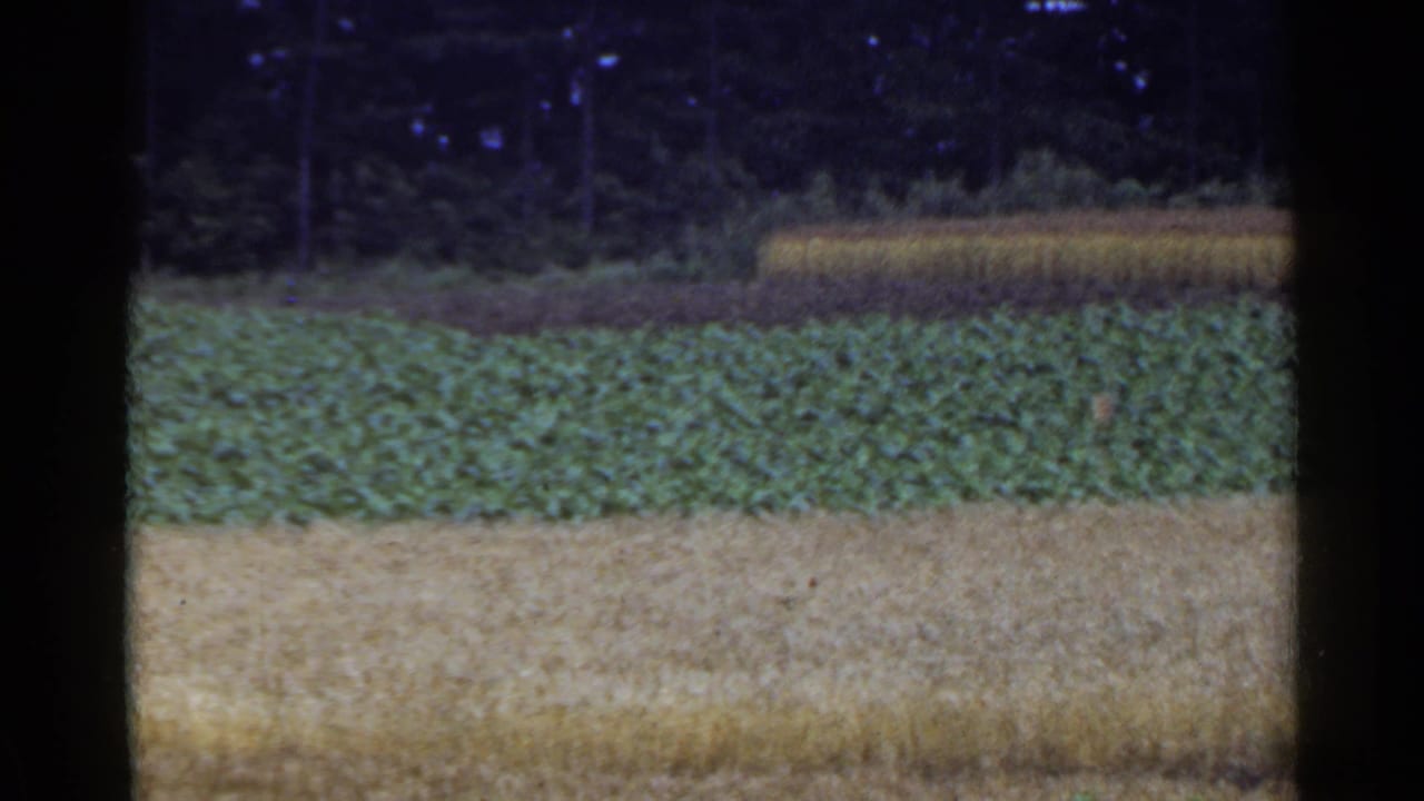 Layered farm fields with green crops, pale grain, and a dark treeline beyond.