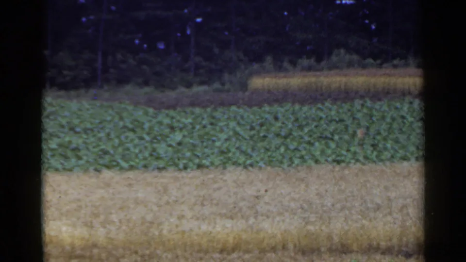 1953 Japan 8mm frame showing layered farmland, green crop rows, pale wheat or grain, and a wooded boundary in the distance.