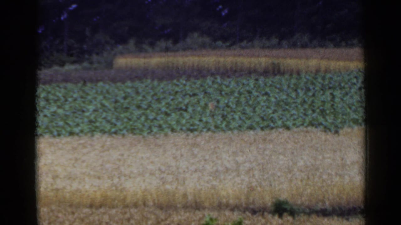 A 1953 Japan farmland view with green crop rows, pale grain fields, and darker trees beyond the cultivated area.