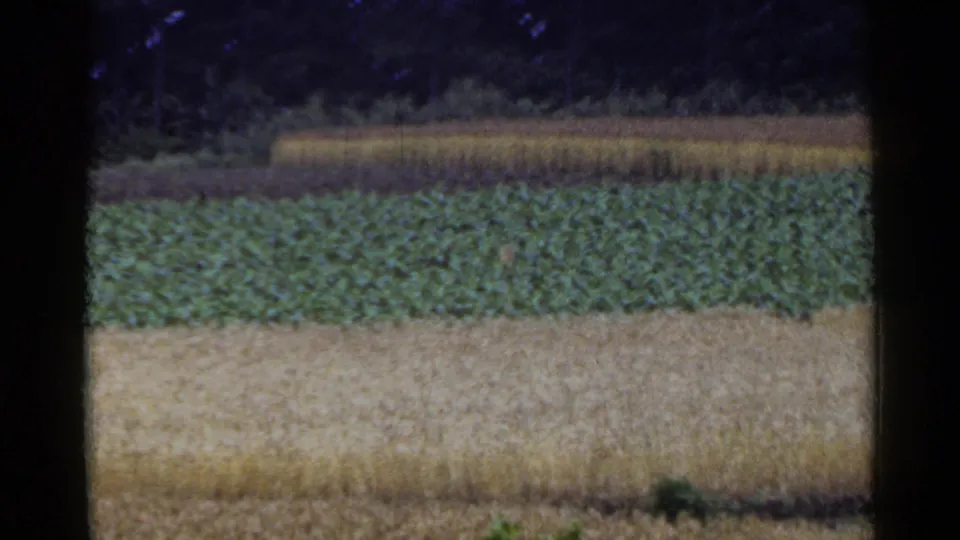A 1953 Japan farmland view with green crop rows, pale grain fields, and darker trees beyond the cultivated area.