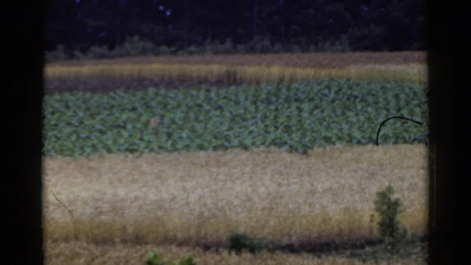 8mm frame from 1953 Japan showing green crops, pale grain, distant trees, and small foreground vegetation near the field edge.