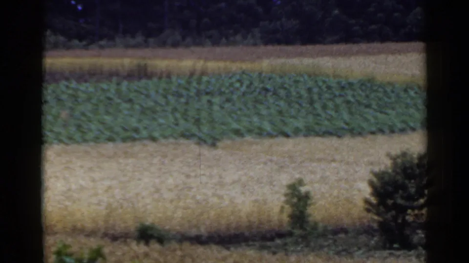 1953 Japan home-movie frame showing cultivated fields, green crops, pale grain, a dark treeline, and shrubs at the lower edge.