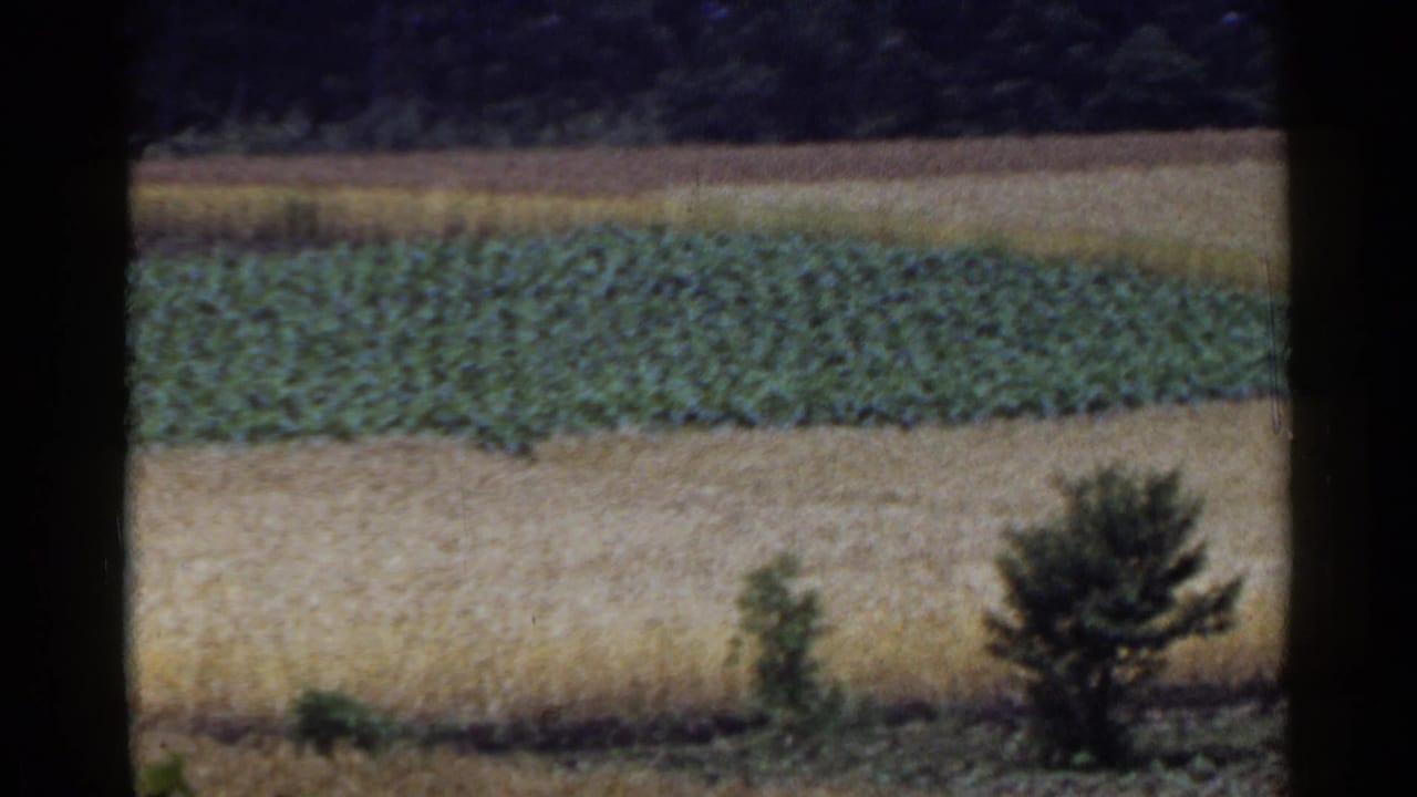 1953 Japan home-movie frame showing layered agricultural fields with green crops, golden grain, small trees, and wooded hills.